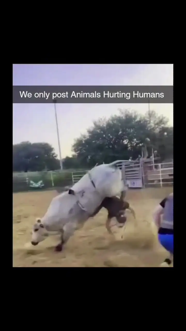 فیلم ضربات مرگبار گاو به سوارکار