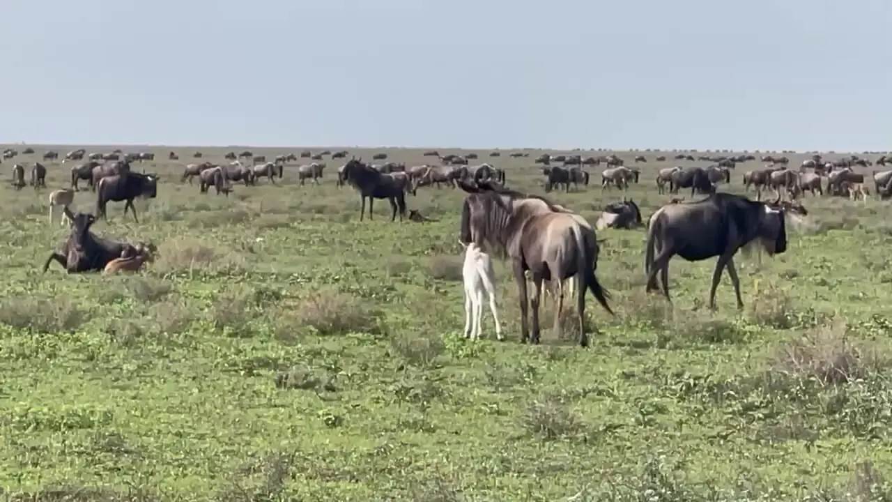 فیلم مشاهده گوساله سفید گوزن یالدار