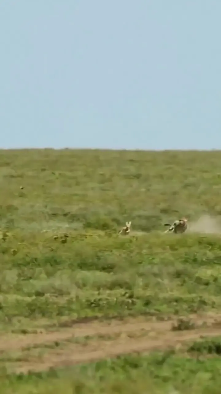 فیلم رقابت مرگ و زندگی میان غزال و یوزپلنگ