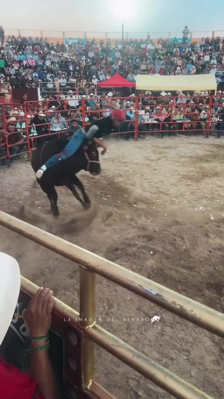 فیلم سقوط سوارکار در میدان گاوبازی