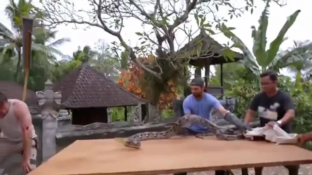 فیلم اقدام وحشتناک زیست شناس در برابر مار غول پیکر