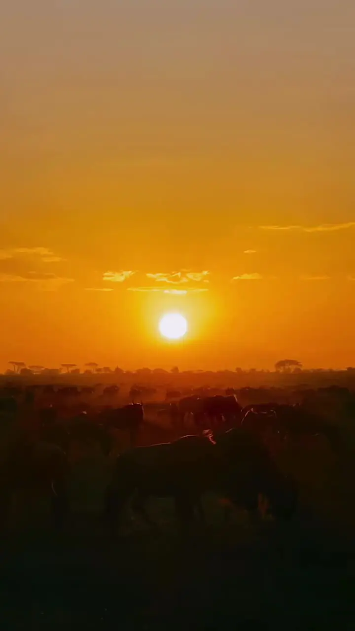 فیلم حیات وحش آفریقا در قاب تماشایی