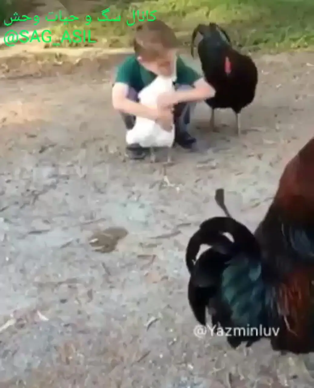 فیلم دوستی زیبای بچه و مرغ