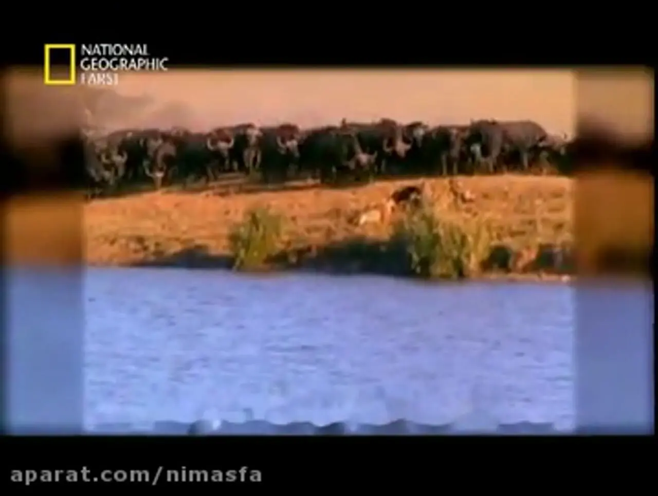 فیلم دفاع بی امان بوفالوها از توله خود مقابل حمله شیرها