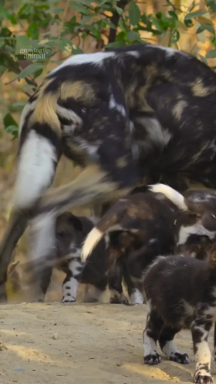 فیلم / مسئولیت پذیری دسته ای سگ های وحشی آفریقایی