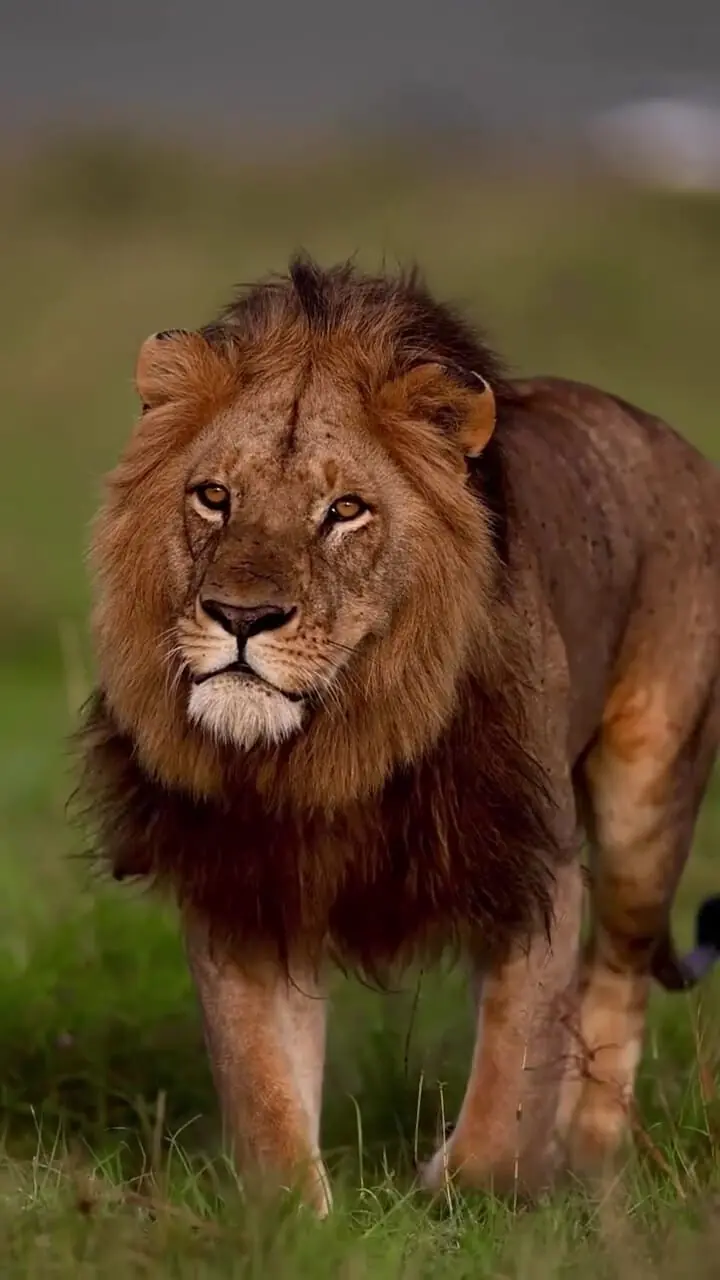 یال سمبل اقتدار و قدرت در دنیای حیوانات