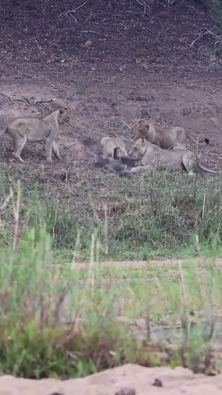 فیلم کمین هماهنگ شیرها برای شکار بابون