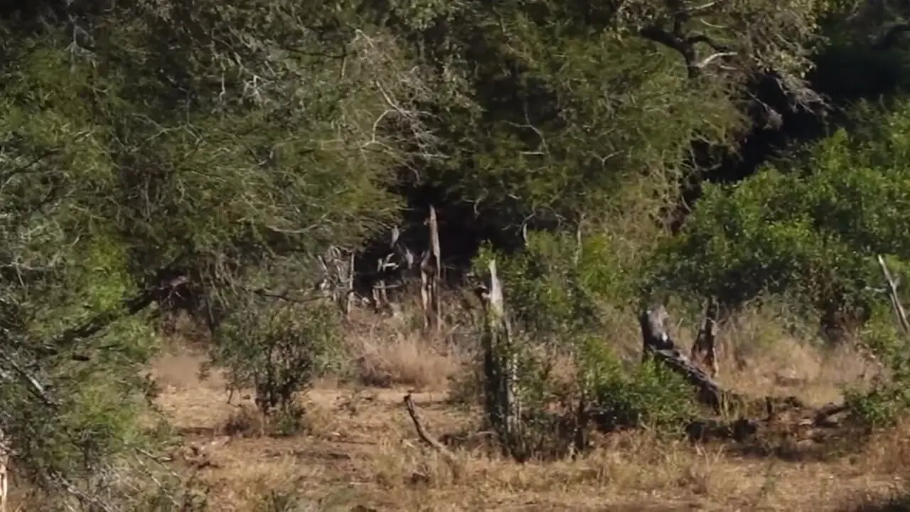 فیلم فرار برق آسای گورخر از چنگ شیر