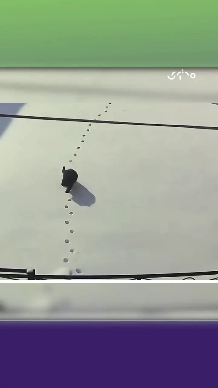 فیلم ثبت رفتار جالب یک گربه توسط دوربین مداربسته