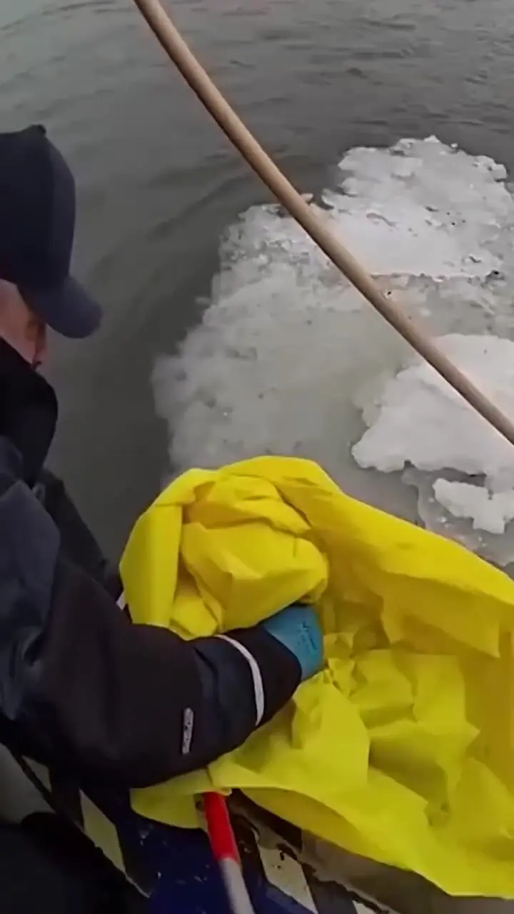 فیلم نجات عقاب سرسفید زخمی از یخ های رودخانه