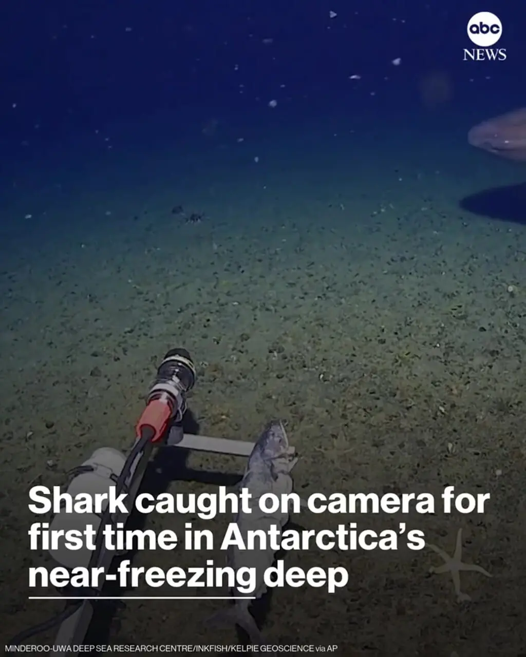 فیلم مشاهده کوسه خواب آلود در عمق ۴۹۰ متری