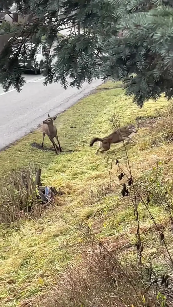 فیلم تلاش ناکام گرگ اوراسیایی برای شکار گوزن