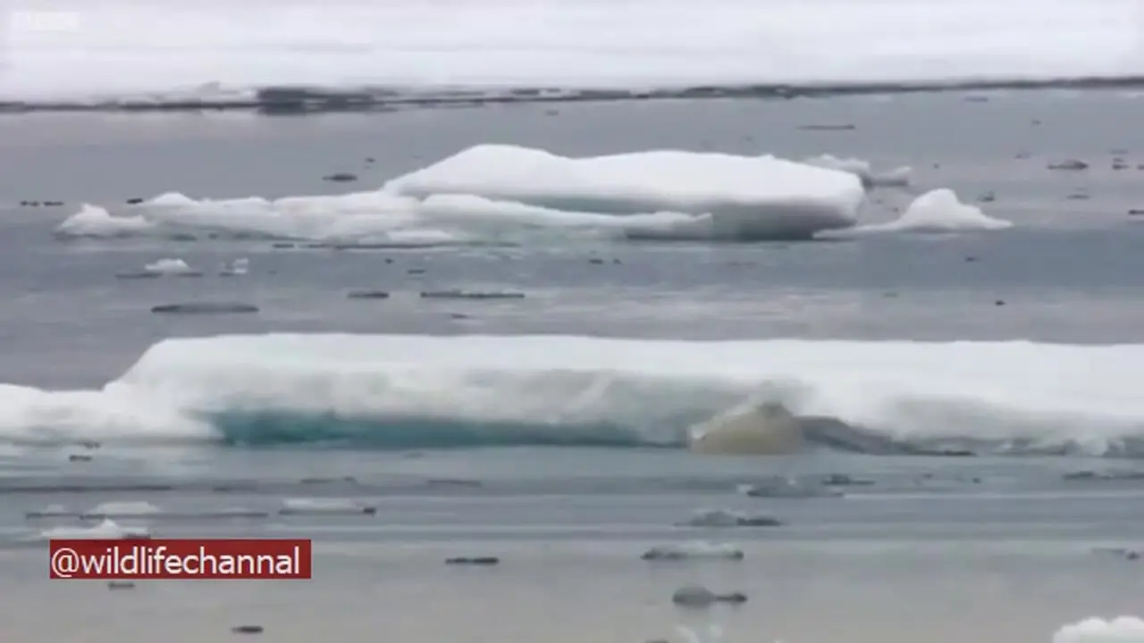 فیلم شکار فوک دریایی توسط خرس قطبی