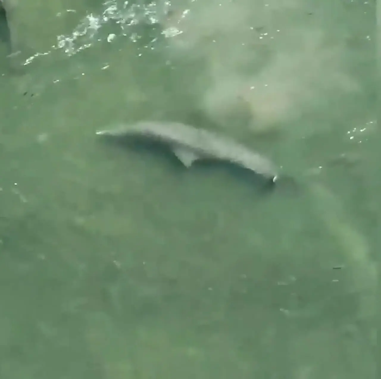 فیلم تکنیک عجیب دلفین ها برای شکار ماهی