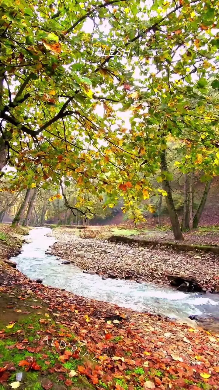 فیلم طبیعت چشم نواز جنگل اسالم