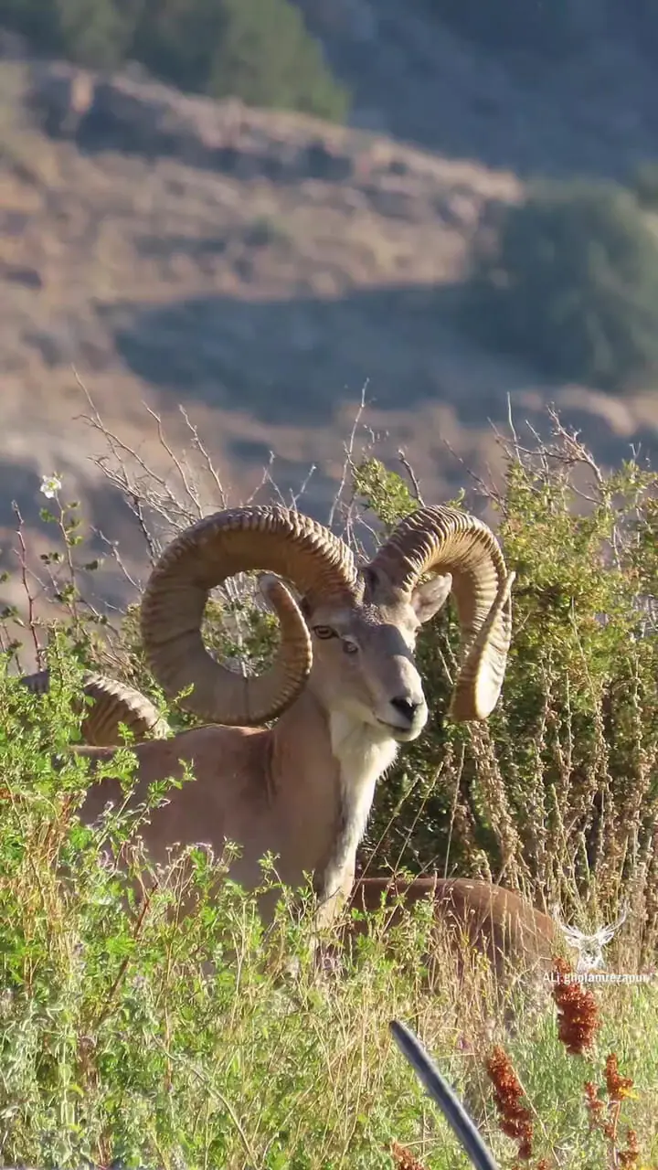 فیلم شکوه قوچ اوریال در پارک ملی تندوره