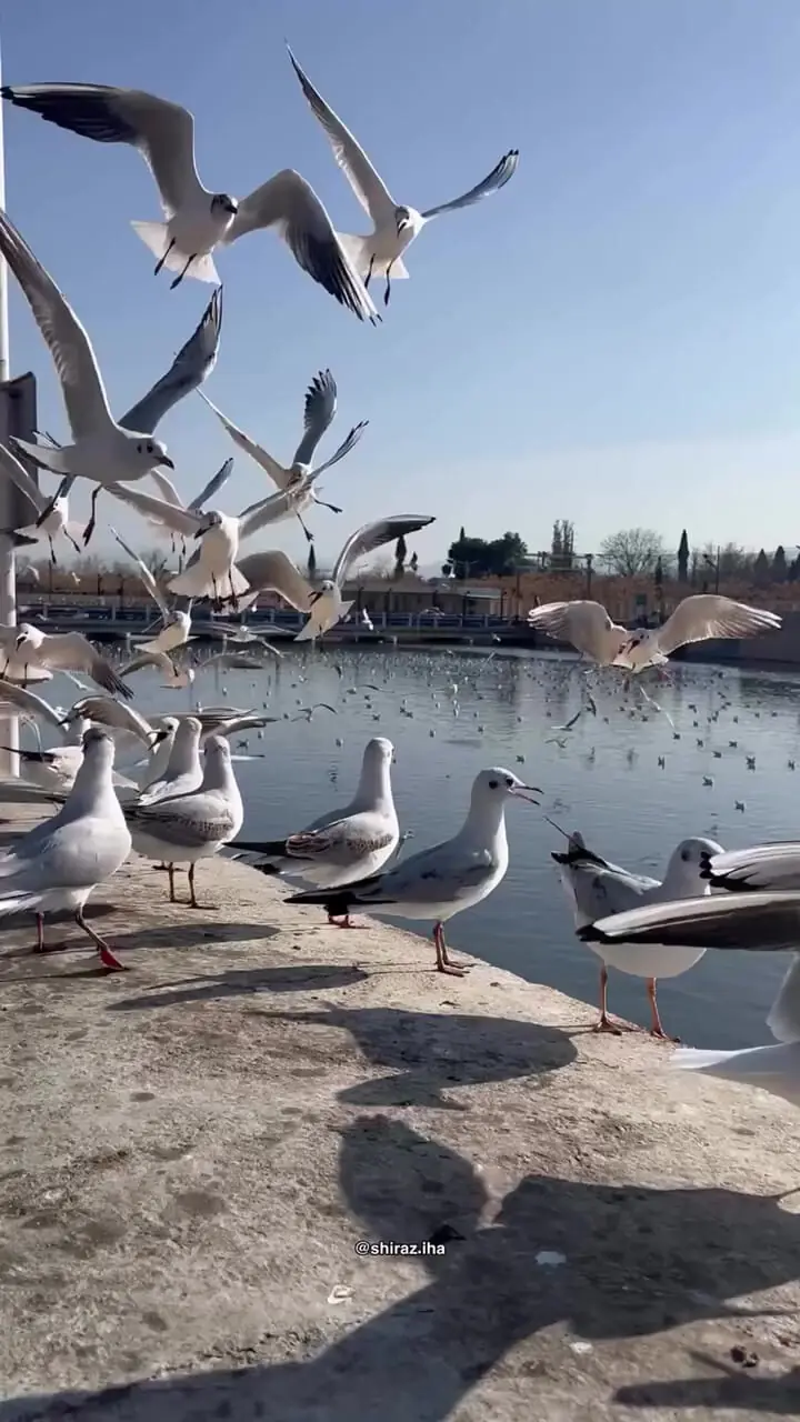 فیلم حضور چشم گیر مرغ های دریایی در شهر شیراز