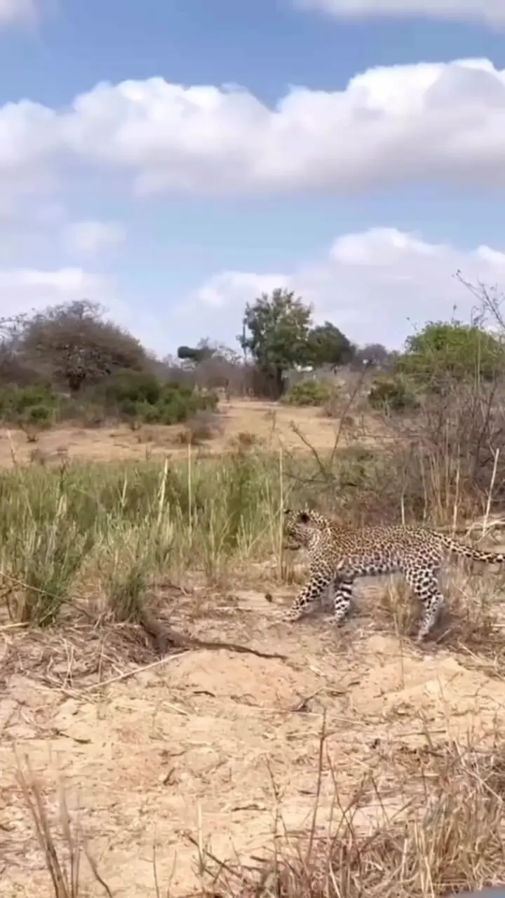 فیلم رویارویی پلنگ با مارمولک غول پیکر