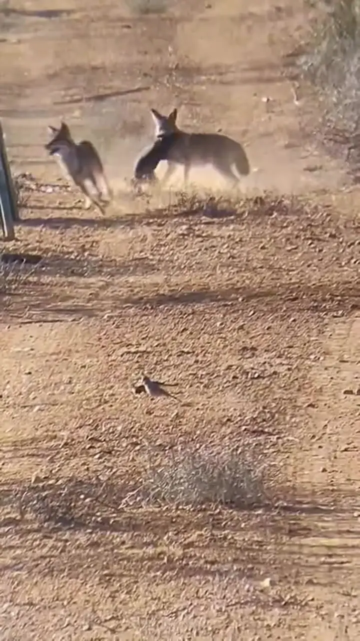 فیلم شکار بچه گراز توسط دو شغال