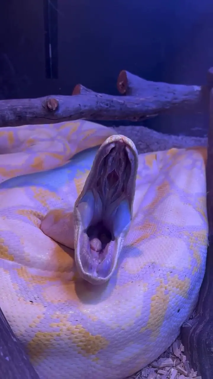 فیلم باز شدن دهان مار پیتون