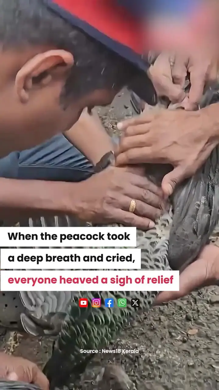 فیلم نجات طاووس برق گرفته توسط آتش نشانان