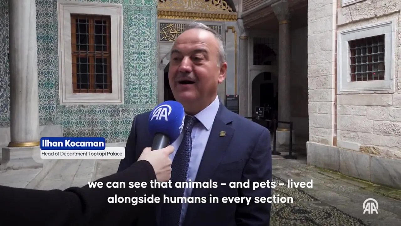 فیلم / همزیستی مردم و گربه ها در استانبول