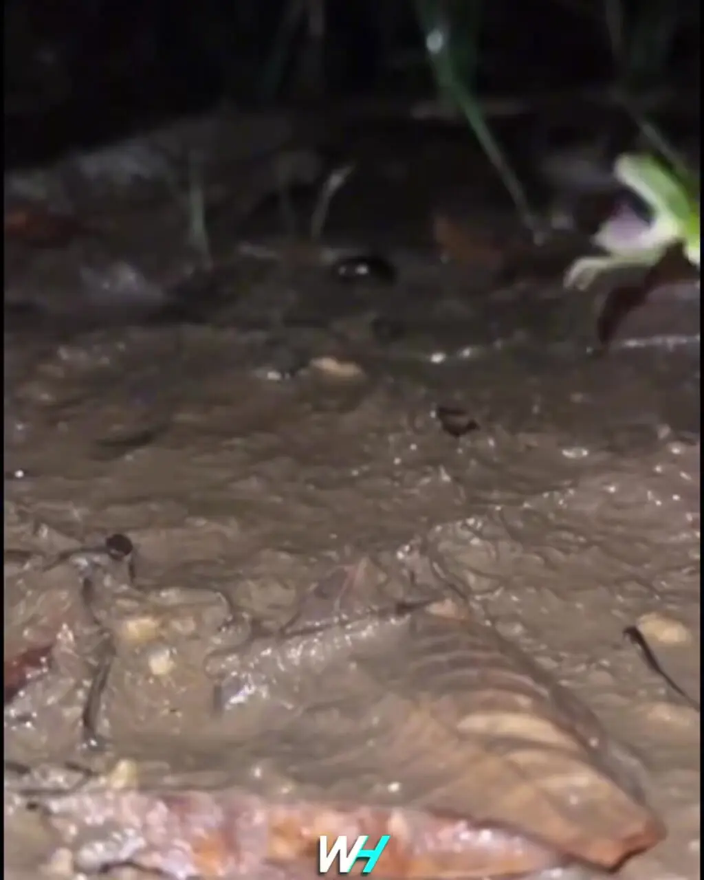 فیلم فرار باورنکردنی سوسک بمب افکن از دهان قورباغه