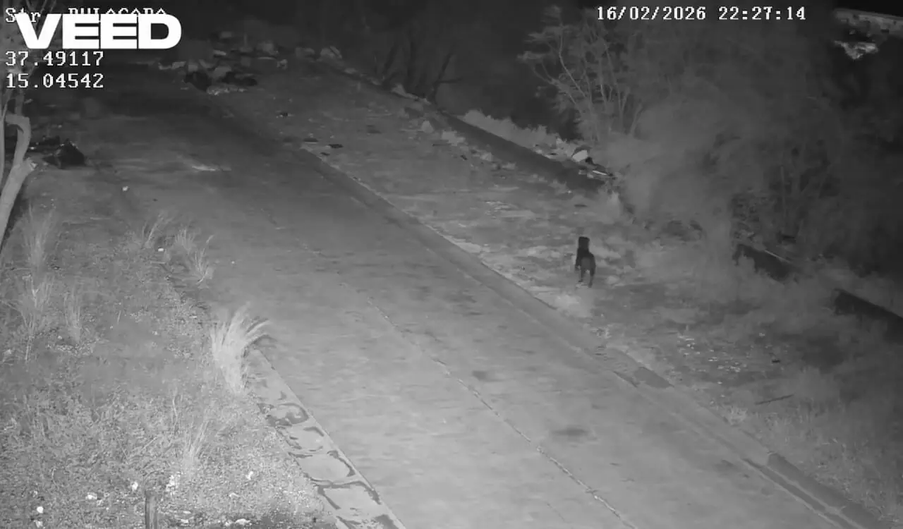 فیلم جریمه عجیب صاحب سگ در کاتانیا