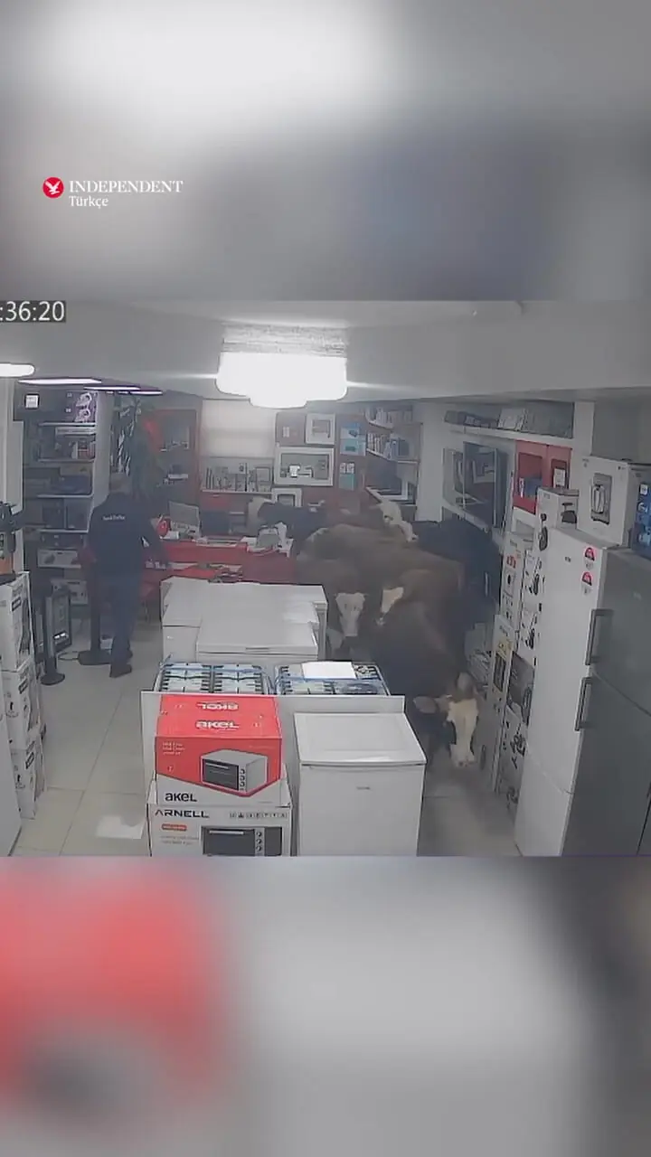 فیلم ورود ناگهانی گاوها به فروشگاه لوازم خانگی