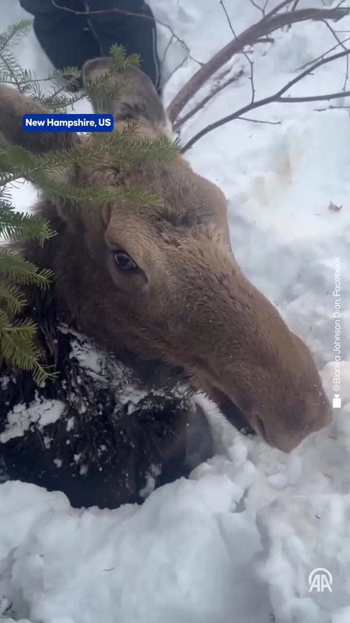 فیلم نجات گوزنی که تا گردن در برف فرو رفته بود