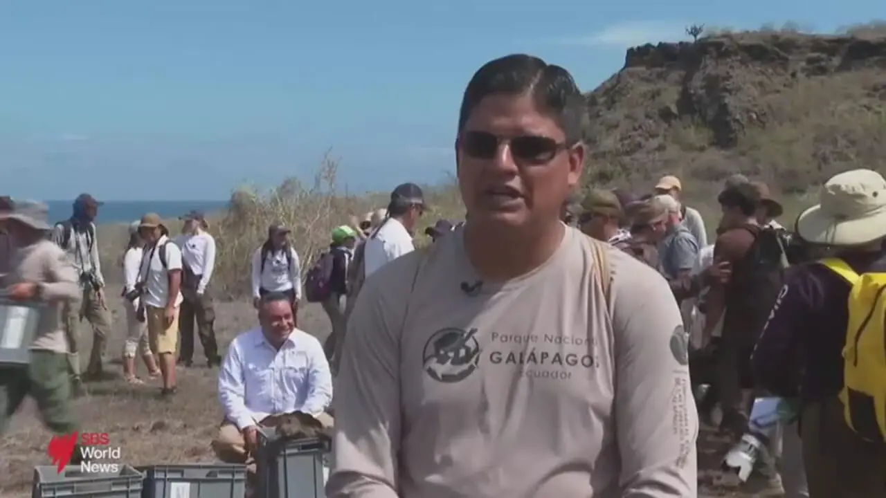 فیلم بازگشت لاک پشت های غول پیکر به فلورئانا پس از ۱۵۰ سال