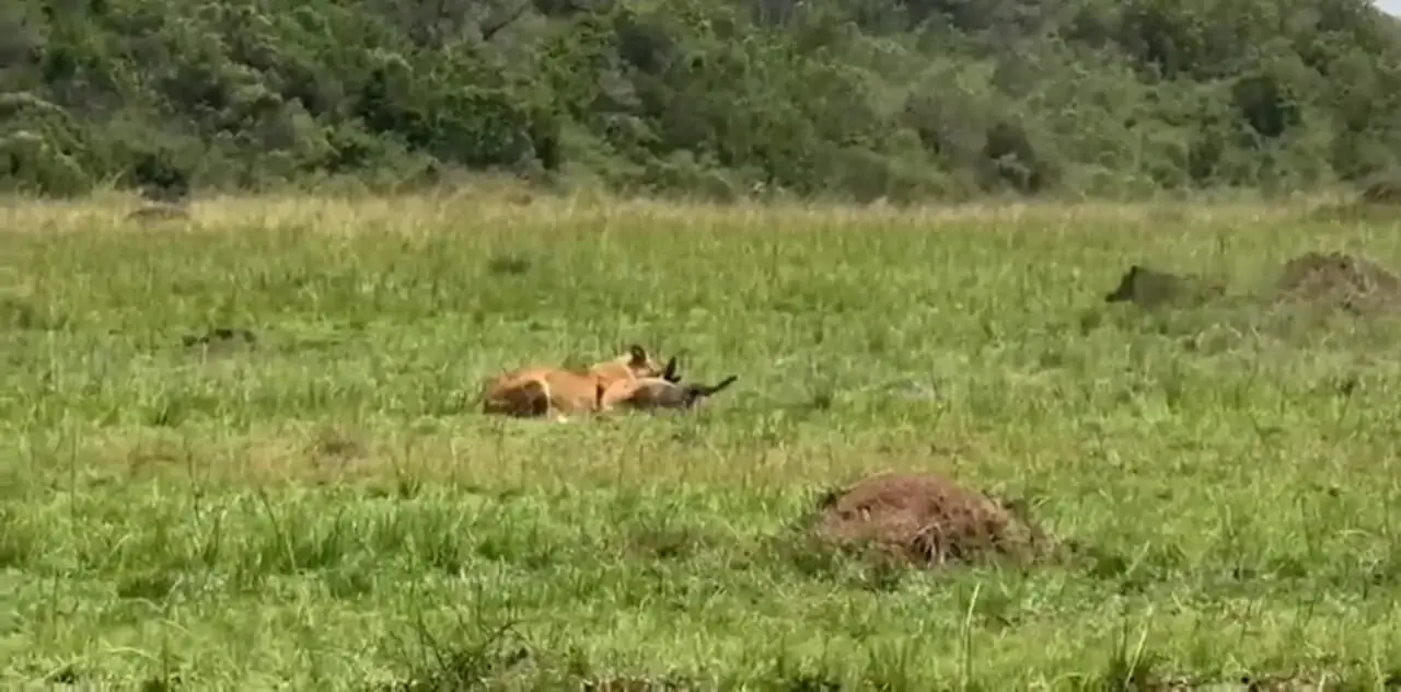 فیلم حمله برق آسای شیر ماده به گراز وحشی