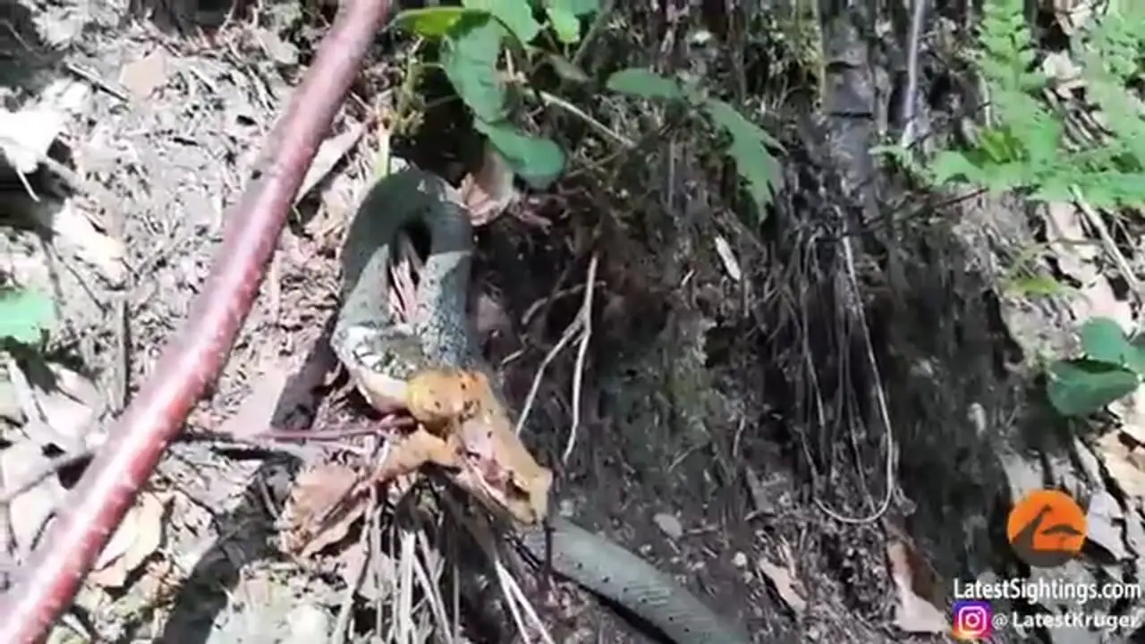 فیلم تلاش قورباغه برای فرار از چنگال مار