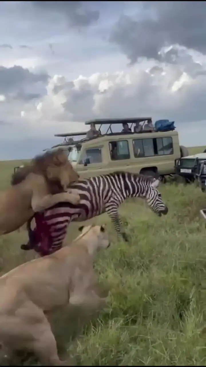 فیلم نمایش قدرت شیر نر در شکار و دفاع از شکار