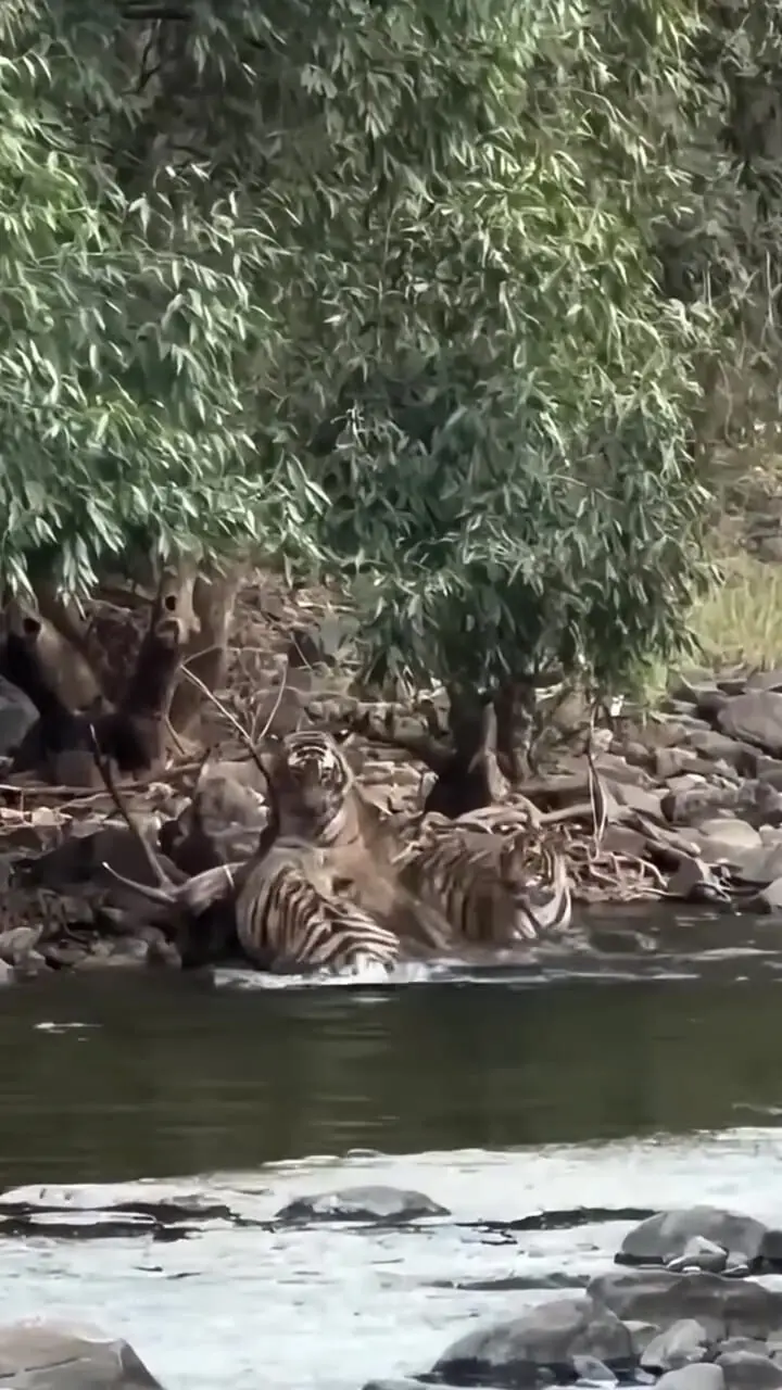 فیلم تلاش ۳ ببر برای شکار گوزن