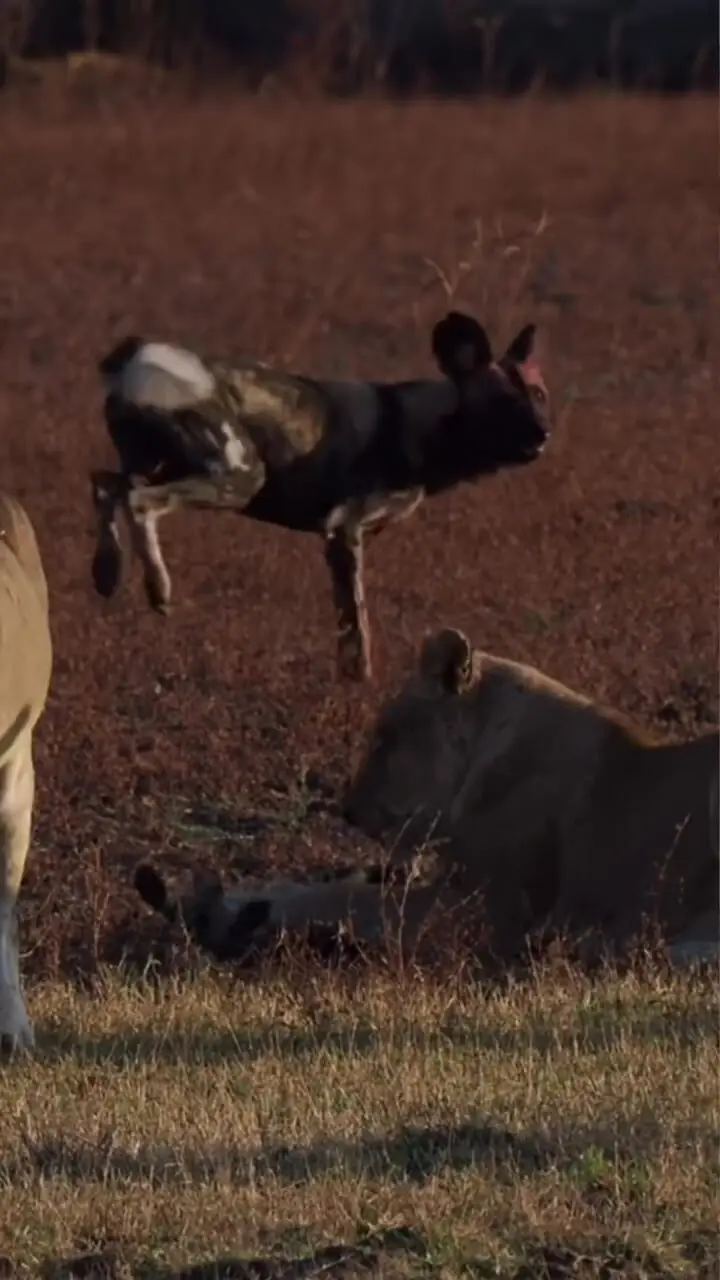 فیلم درگیری نفس گیر گله سگ های وحشی با شیر ماده