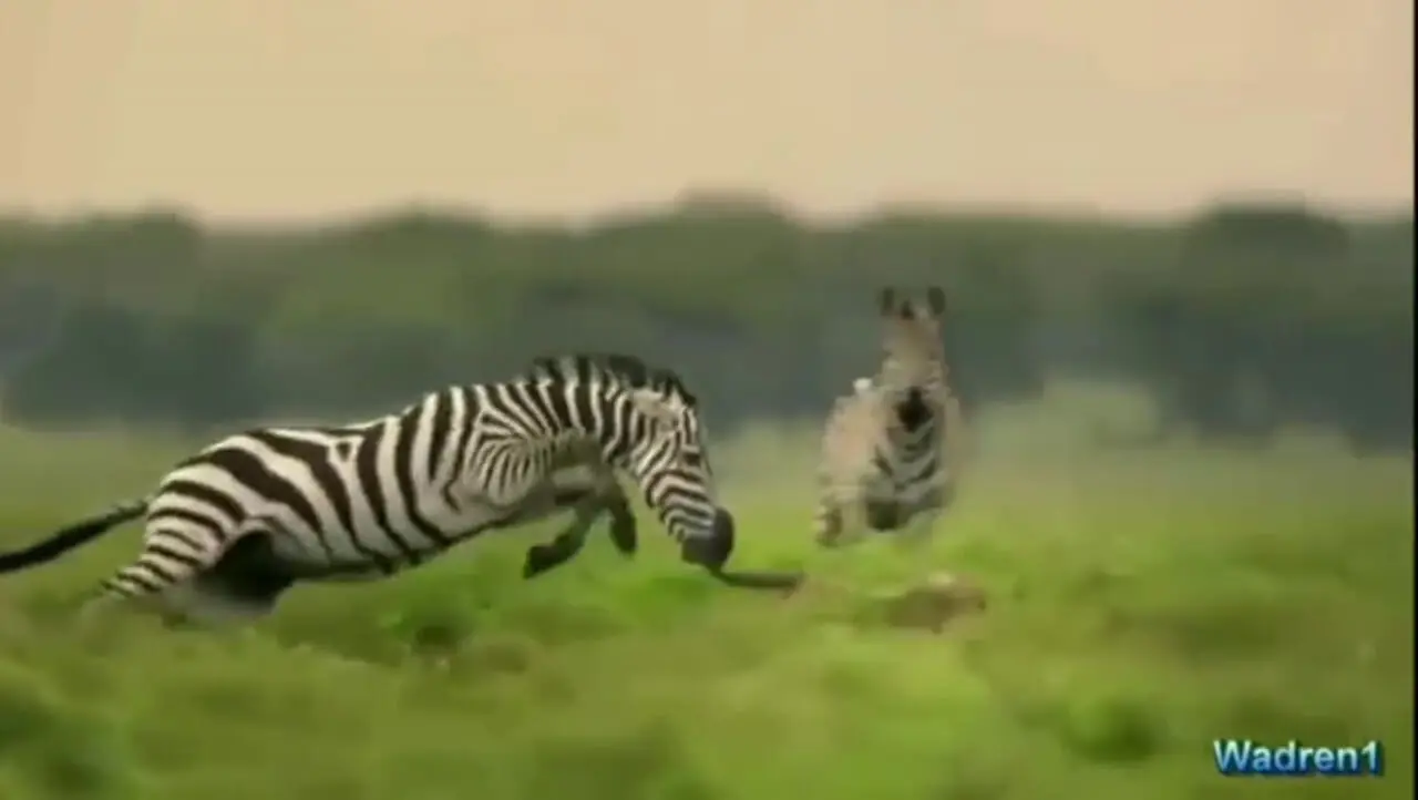 فیلم شکار نافرجام یوزپلنگ و پایان تلخ برای توله ها