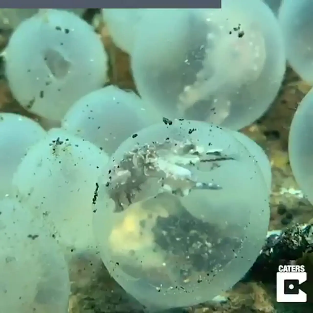 فیلم تلاش دیدنی بچه های ماهی مرکب برای خروج از تخم