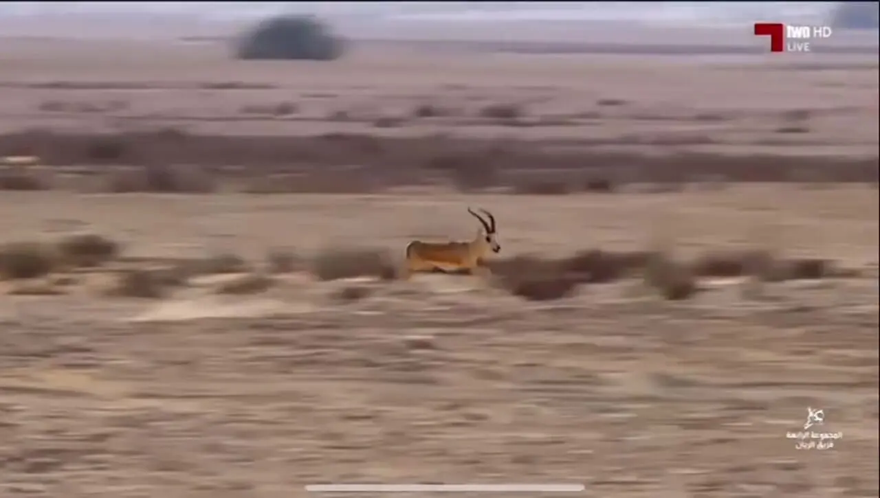 فیلم تعقیب و گریز نفس گیر غزال و سگ های شکاری