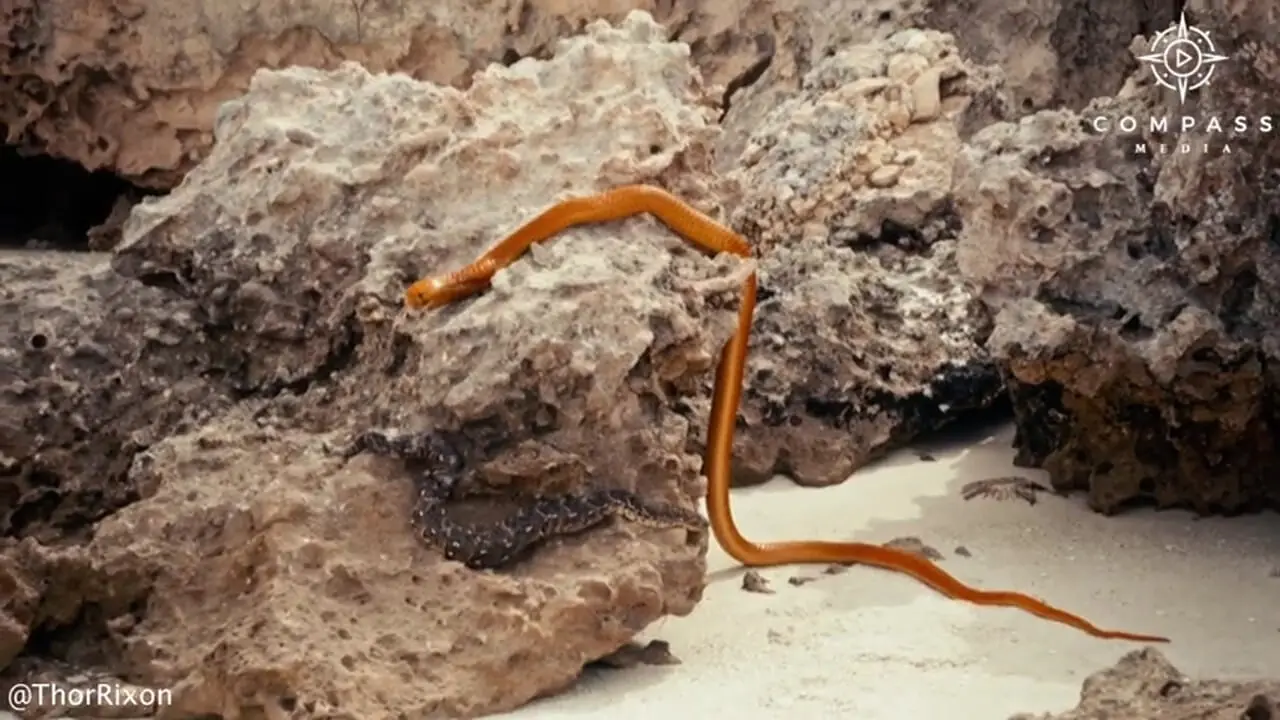 فیلم صحنه نادر فرار یک مار از دهان مار کبرا