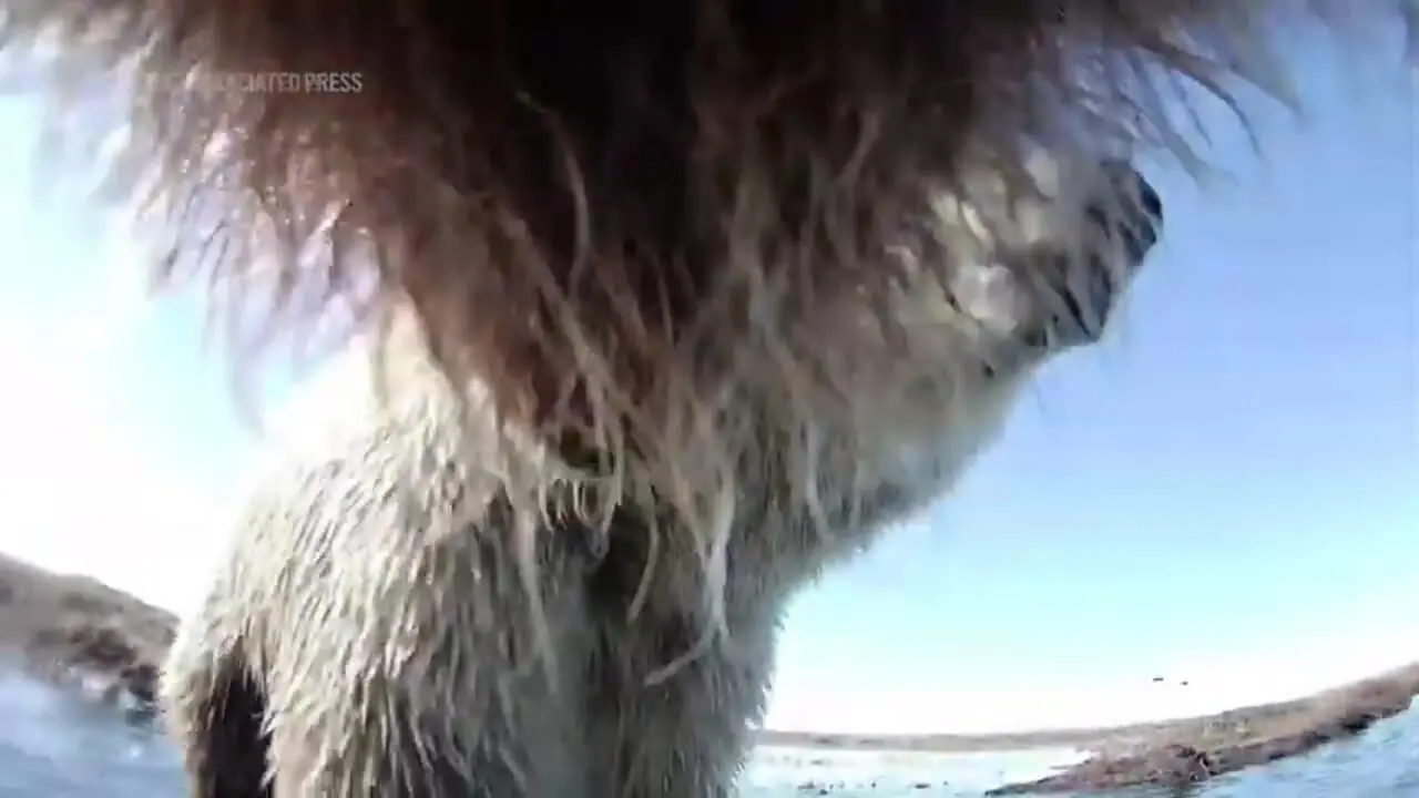 فیلم تصاویر نادر از زندگی خرس های خاکستری آلاسکا