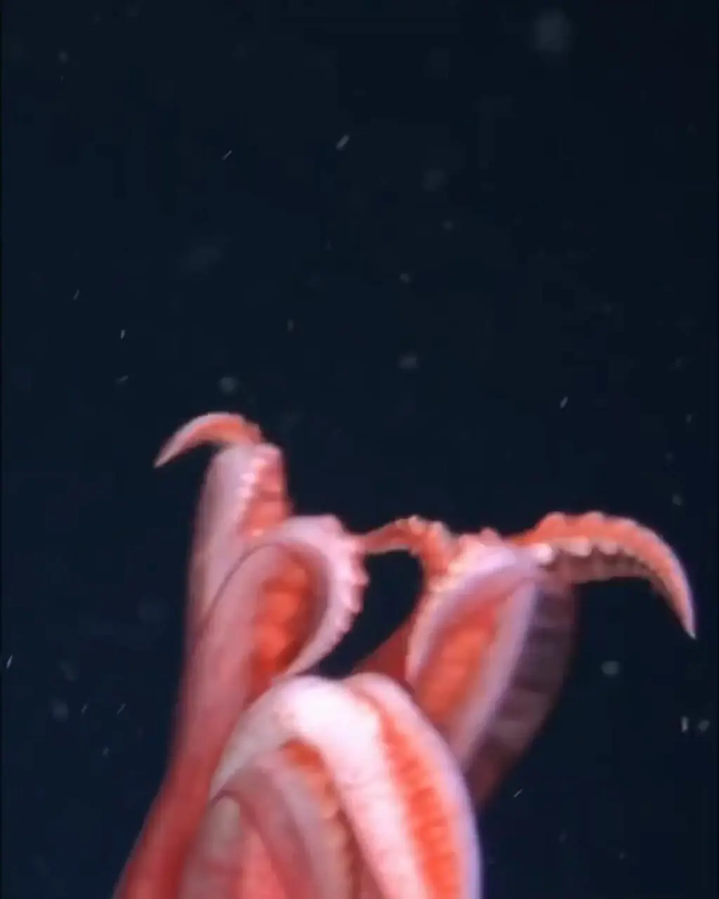 فیلم ثبت ماهی مرکب شیشه ای در عمق ۱۷۲۹ متری اقیانوس