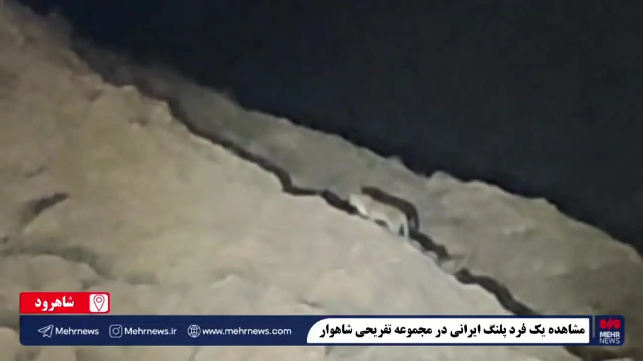 فیلم/ گشت وگذار پلنگ ایرانی در محدوده شهری شاهرود/ پیامی از طبیعت بکر