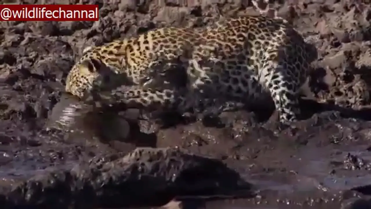 فیلم شکار راحت پلنگ از برکه خشک شده