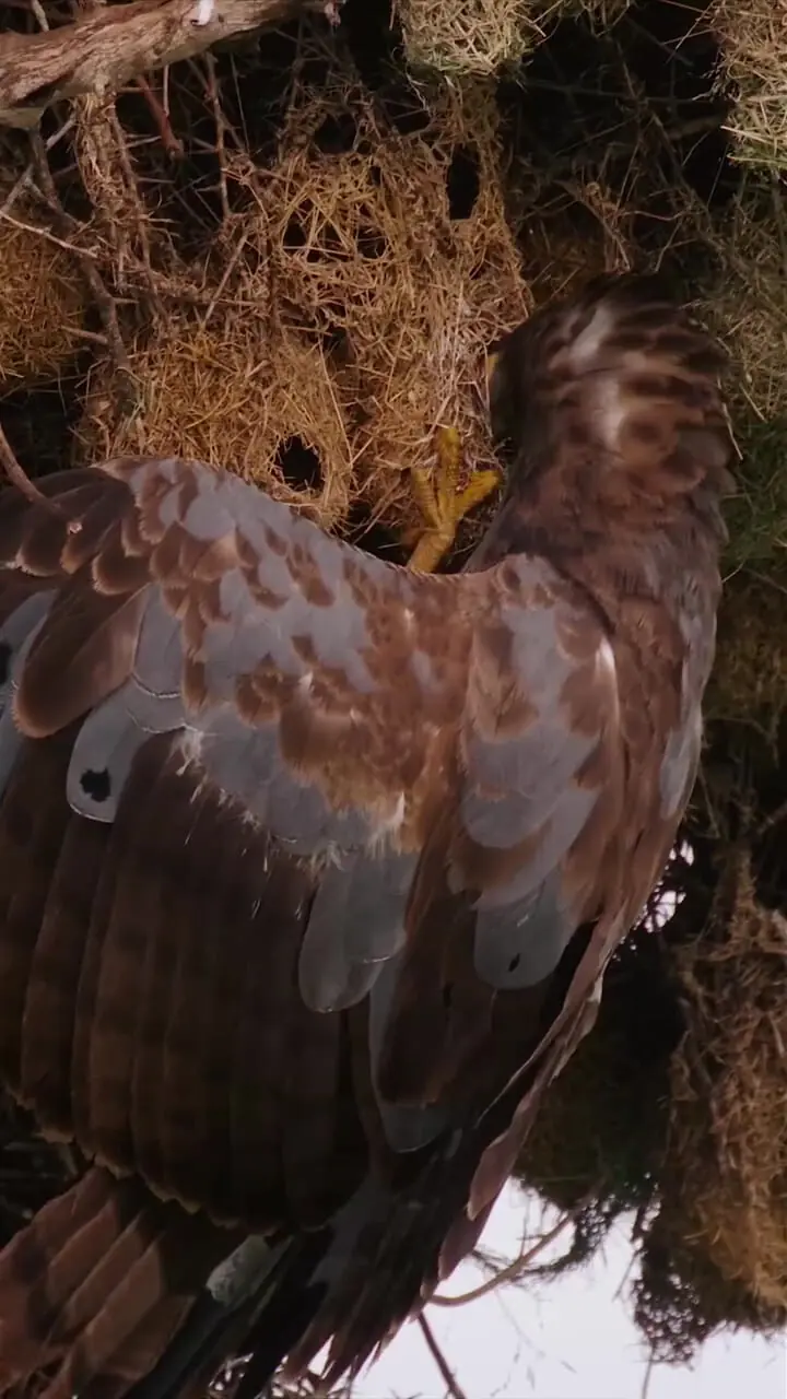 فیلم شکار جوجه ها در لانه توسط شاهین