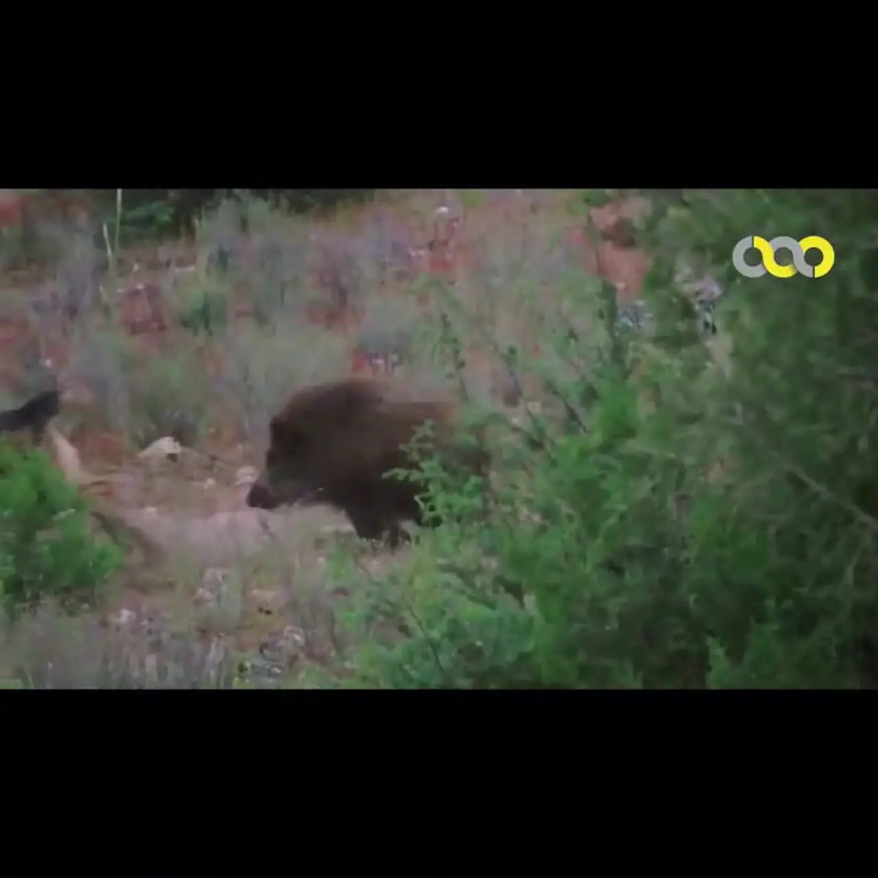 فیلم درگیری پیروزمندانه گراز با گرگ در دل جنگل