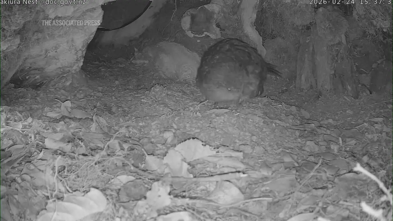 فیلم تولد جوجه کاکاپو / امیدی تازه برای گونه‌ای در خطر انقراض