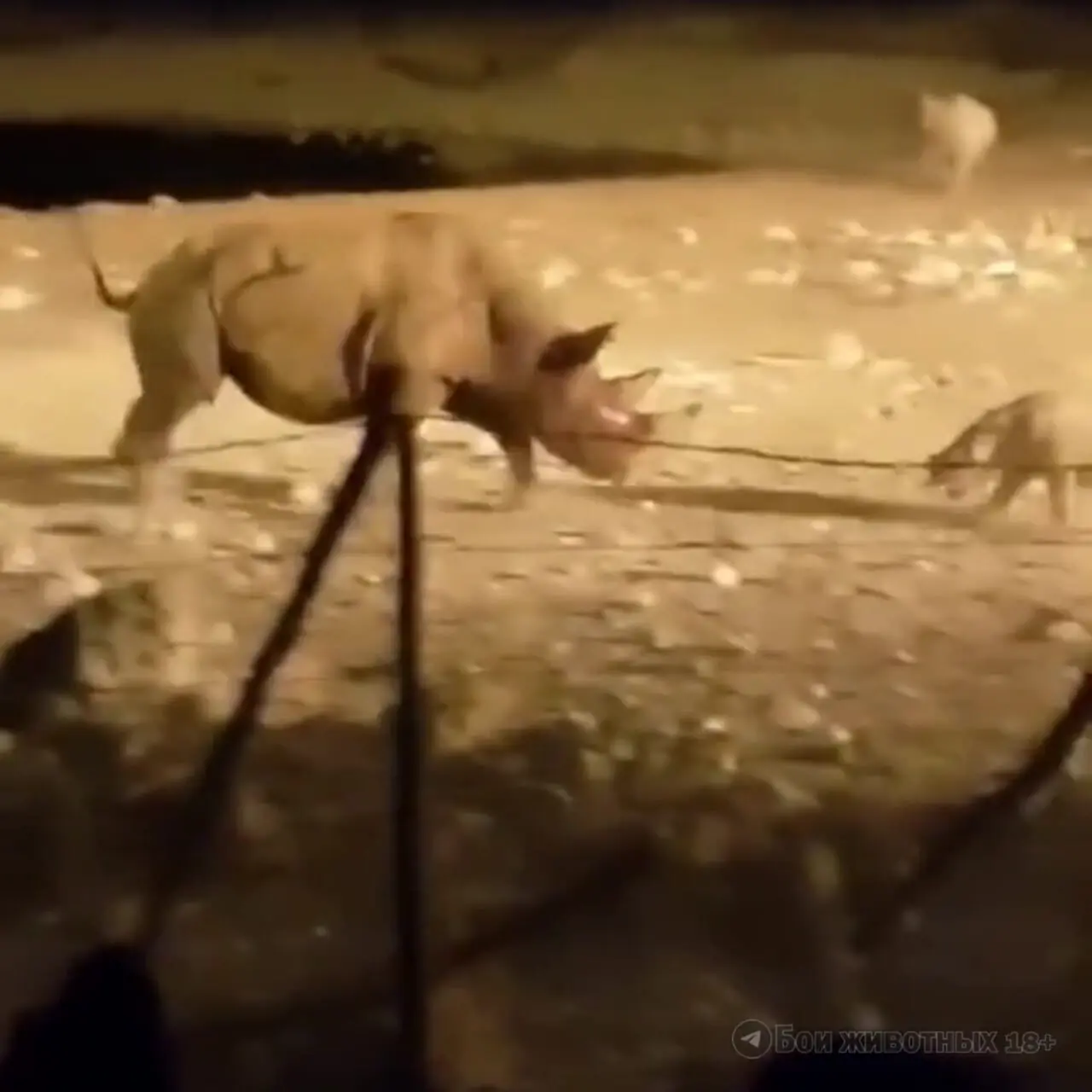 فیلم مبارزه دیدنی کرگدن ها در طبیعت