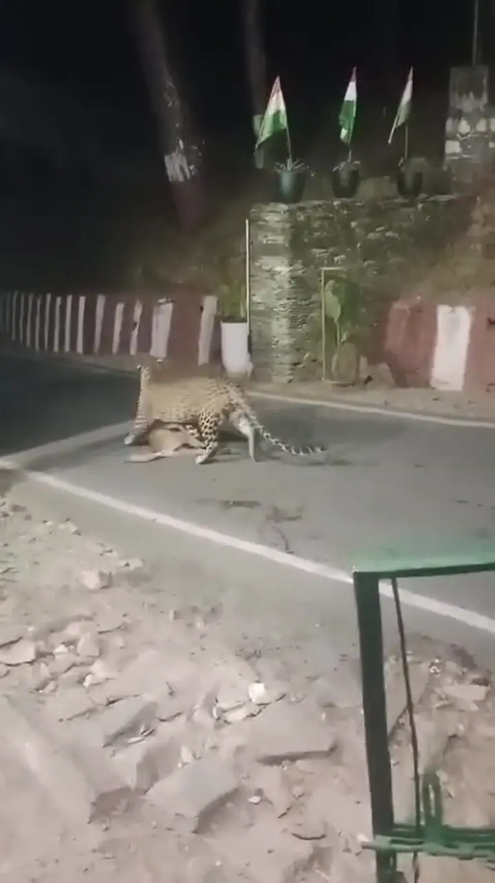 فیلم لحظه شکار سگ توسط پلنگ