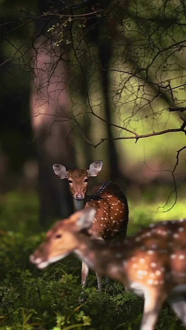 فیلم نمای خیره کننده آهو در دل جنگل